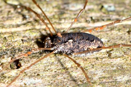 Réf. 208 782 : Platybunus sp.